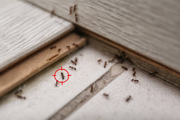 Best Flea Control Services  in Fort Pierce, FL