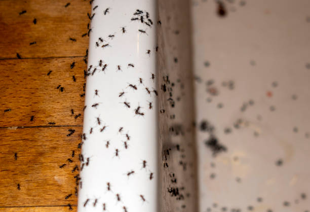 Best Spider Control Near Me  in Fort Pierce, FL