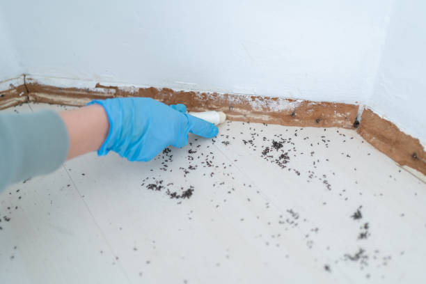 Best Cockroach Control Services  in Fort Pierce, FL