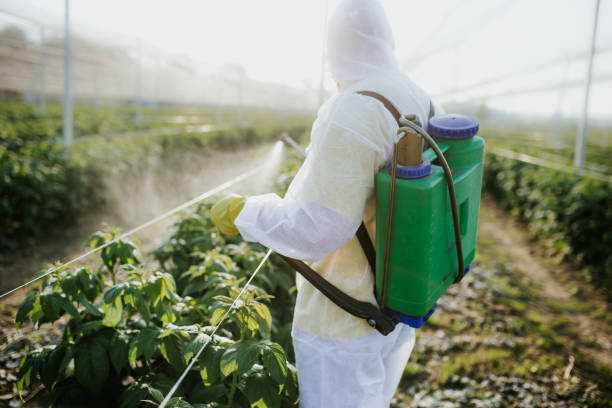 Wasp Removal Services in Fort Pierce, FL